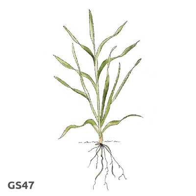 Illustration of cereal growth stage 47